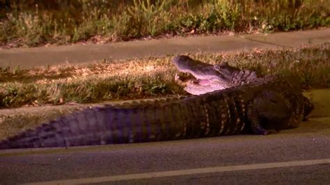 WATCH: Florida police officers wrangle 9-foot alligator in street