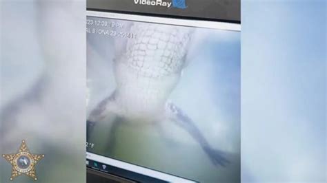 WATCH: Gator grabs underwater drone during marine unit training