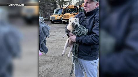WATCH: NH woman helps rescue pet pig on the loose
