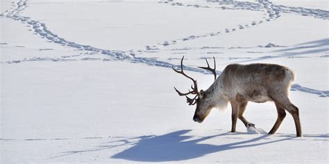 WATCH: Rare video of moose shedding its antlers has internet in …