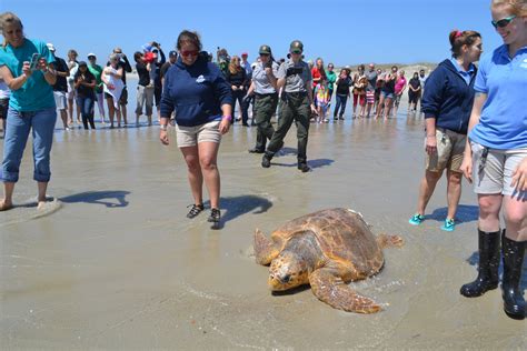 WATCH: Rescued sea turtles released back into the ocean off the Cape after months of rehab