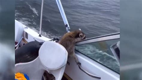 WATCH: VT couple goes for wild ride after finding raccoon stowaways on their boat