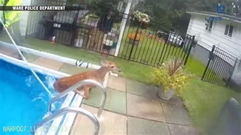 WATCH: Ware police help rescue deer from backyard pool