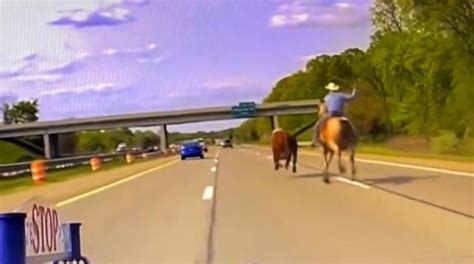 WATCH: Wranglers capture runaway cow on I-75 in Michigan
