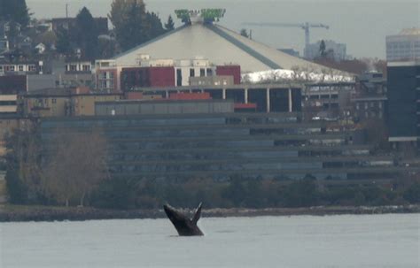 WATCH: Young whale leaps out of Seattle bay, dazzling onlookers
