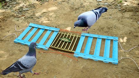 watch How to Setup Smart Bird Traps underground - balustradellc