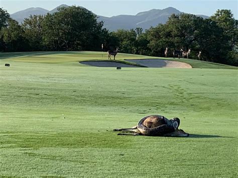 WATCH Python coils around bushbuck on golf course