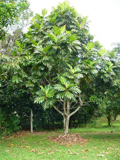 Watch this lush air layered yellow Breadfruit tree come ... - raincitystudios.com