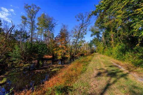 Water: The lifeblood of a swamp - U.S. Fish & Wildlife … - raincitystudios.com