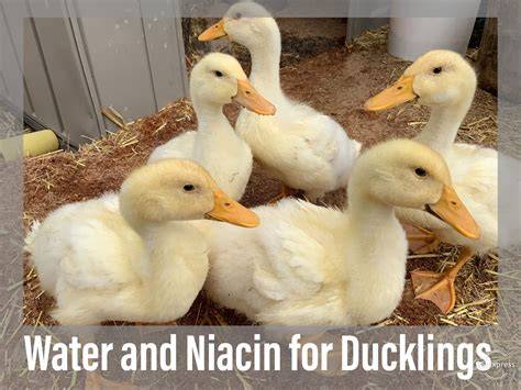 Water and Niacin for Ducklings - Welcome to The … - raincitystudios.com