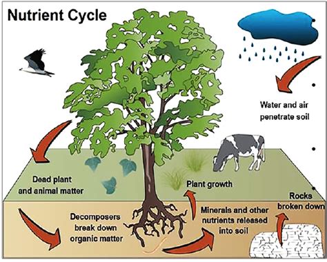 Water and nutrient cycling regulation functions in forest ... - bioRxiv - raincitystudios.com