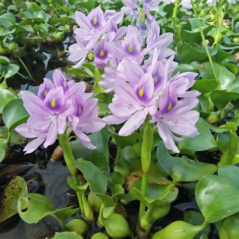 Water hyacinth makes my carp grow faster - raincitystudios.com