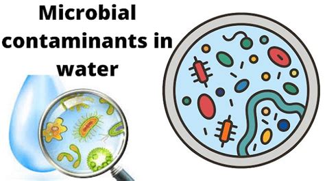 Water Microbial Ecology An Overview - EOLSS - raincitystudios.com