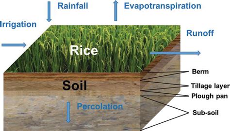 Water-saving irrigation of paddy field to reduce nutrient runoff - wintechmobiles.com