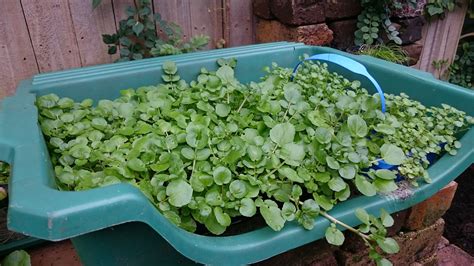 Watercress Cultivation | Agrownet Growing Watercresses at Home ... - balustradellc
