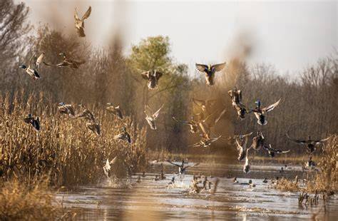 Waterfowl Impoundment - How to Build a Duck Habitat - raincitystudios.com