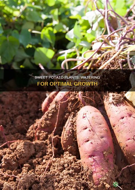 Watering Sweet Potato Plants - Stark Bro's - balustradellc