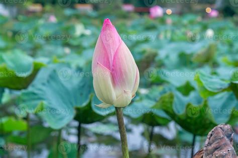 WaterLily | Portable Power for Paddling and Camping … - balustradellc