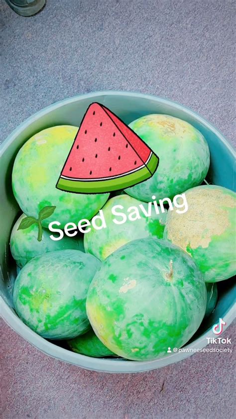 Watermelon Seed Saving and Preservation Techniques - raincitystudios.com