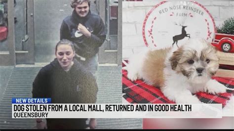 WCSO: Dog stolen from Queensbury pet store found safe