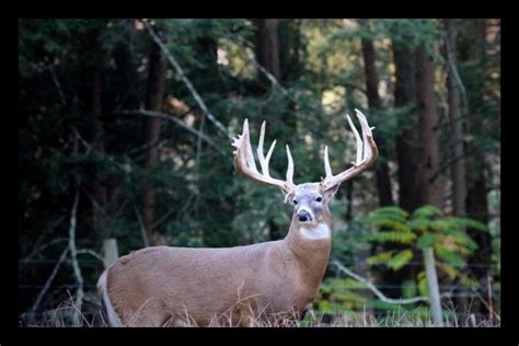 WDFW testing for Chronic Wasting Disease News