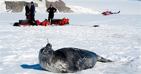 Weddell seals in the Antarctic strategically time their most extreme ... - balustradellc