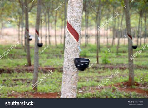 Weed Control on Rubber (Hevea brasiliensis Muell Arg.) Plantation in ... - balustradellc