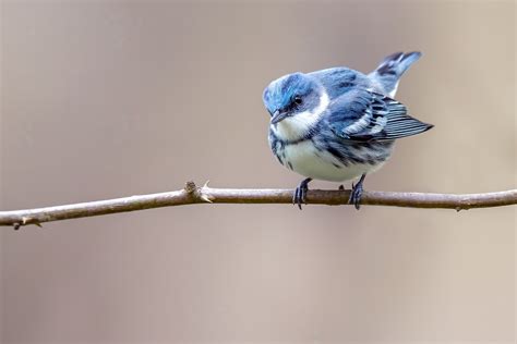 Weekly Abundance Maps - eBird Science - wintechmobiles.com