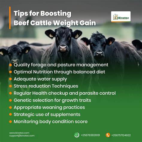 Weight Gain Techniques for Beef Cattle - raincitystudios.com