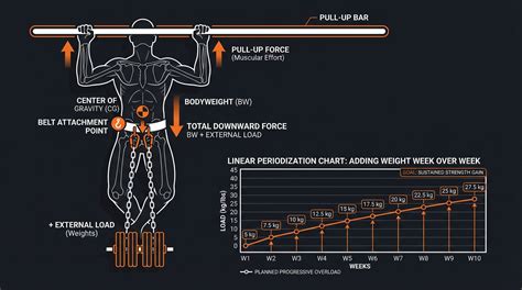 Weighted Pull-Ups: How to Progress and Build Massive … - balustradellc