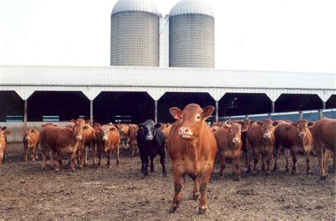 Welcome to the Division of Livestock Environmental Permitting - balustradellc