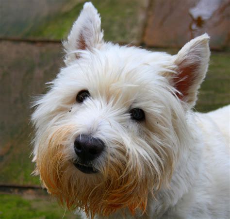 WEST HIGHLAND WHITE & SCOTTISH TERRIER CLUB OF NEW …