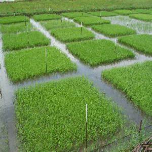 Wet Bed Method for Rice Nursery Prep - Scribd - raincitystudios.com