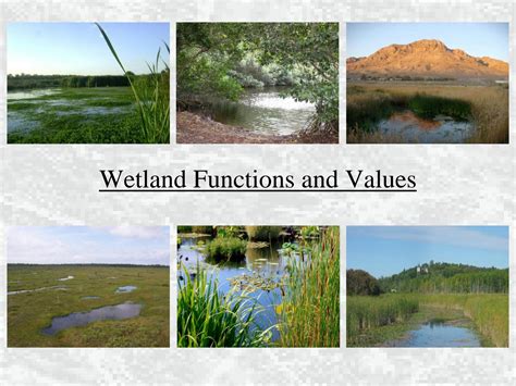 Wetland Functions and Values - U.S. Environmental Protection Agency - raincitystudios.com