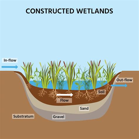 Wetland - National Geographic Society - muktibox.com