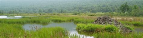 Wetland Resources Guide - West Virginia Department of … - wintechmobiles.com
