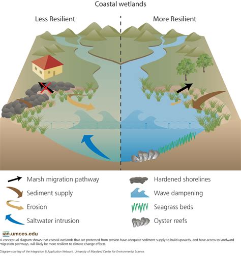 Wetland Restoration for Climate Change Resilience - Ramsar - muktibox.com