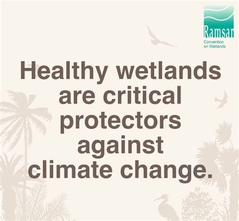 Wetlands: Powerful Environmental Protectors and Climate Resilience ... - muktibox.com
