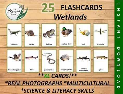 Wetlands (Science) Flashcards | Quizlet - raincitystudios.com
