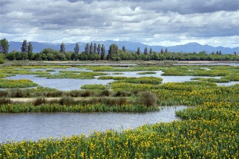 Wetlands | Montana DEQ - wintechmobiles.com