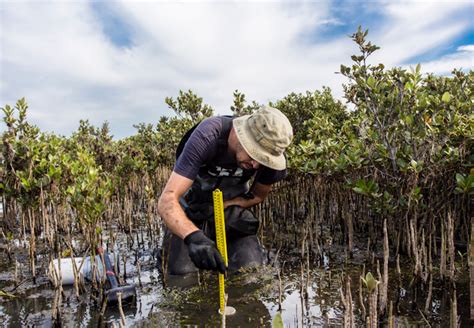 Wetlands and coastal protection - Case study - GOV.UK - raincitystudios.com