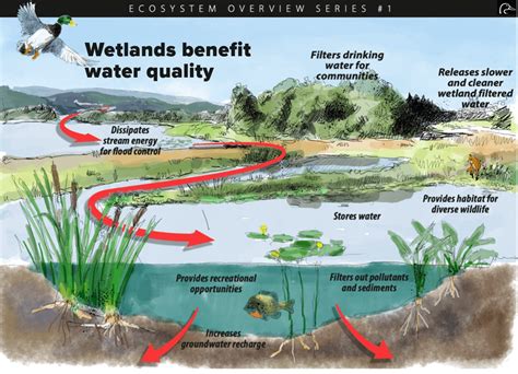 WETLANDS AND WATERSHED MANAGEMENT - raincitystudios.com