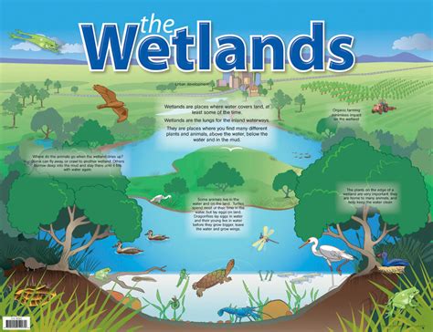 Wetlands Education for Students and Teachers | US EPA - wintechmobiles.com