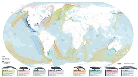 Whale Habitat And Migration Patterns - Whale Facts - muktibox.com