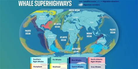 Whale Highways: Global Migration Routes | Soar - muktibox.com