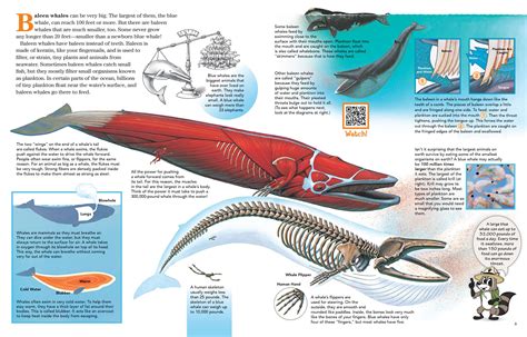 Whale Limits - Whale Alert - coolestguyplanet.net