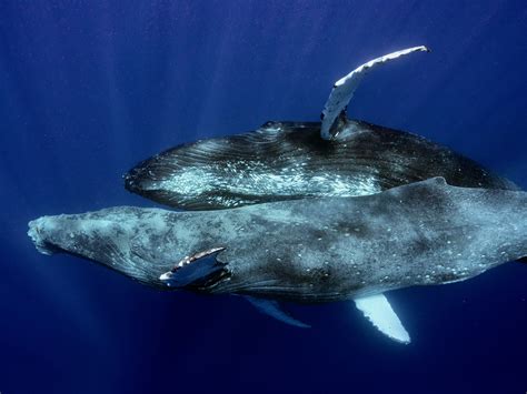 Whale Reproduction & Mating Behavior | All About Wildlife - muktibox.com
