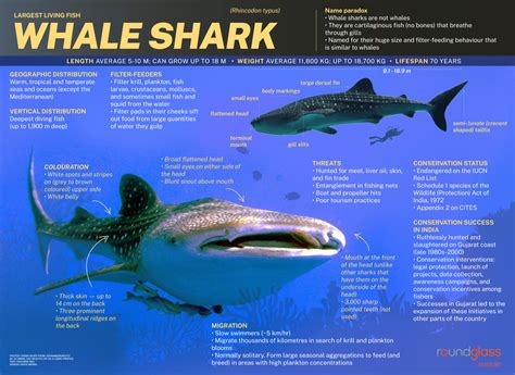 Whale Shark Breeding Facts - Three Islands Whale Shark Dive - muktibox.com