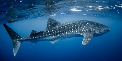 Whale Shark - Facts, Diet, Habitat & Pictures on … - muktibox.com