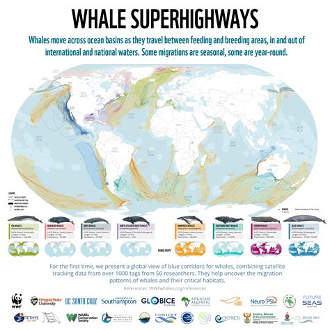 Whale superhighways - WWF-Australia | An Antarctic … - muktibox.com